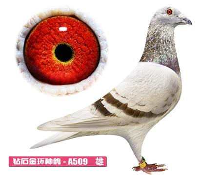 ���ǲ���-�ú�����A509