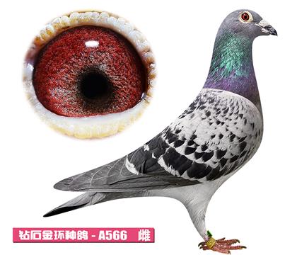 ����-����ƥ�˼���A566