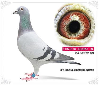 ����̩-����--������������������ֲ�������857   ��