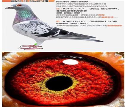 ���Ǹ�ҵ������ȫ�ֵ�ֱ�ӣ��¸��׵�����374