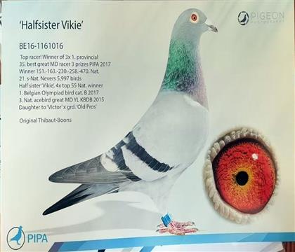 ԭ�����Ÿ룺ά�������016