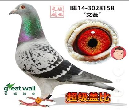 �����Ǳ�ֱŮ����ޱ��