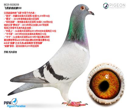 ��˹.����ԭ���ִ�