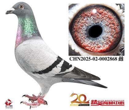 �����������롰240��������Ů