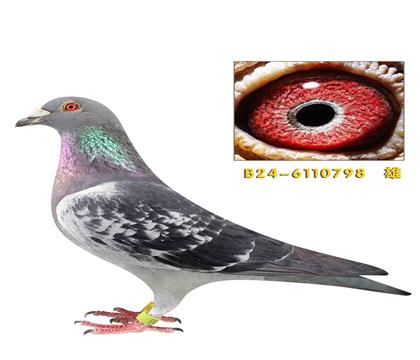 ��˹����ͬ�����ֵ�����798