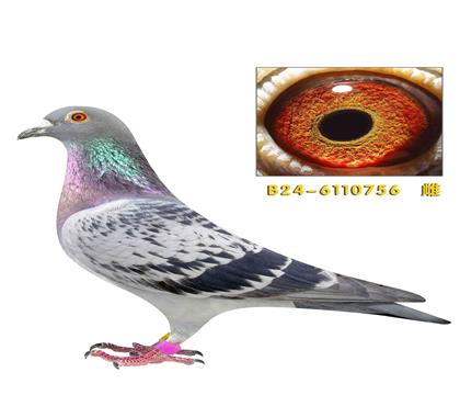 ȫ���ٶȸ���8λ���756