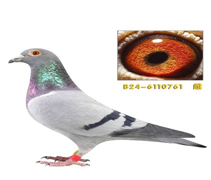 �ٶȸ���78���������761