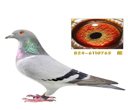 �ٶȸ���721ͬĸ765