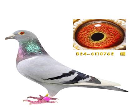 �ٶȸ���78��ֱ������762