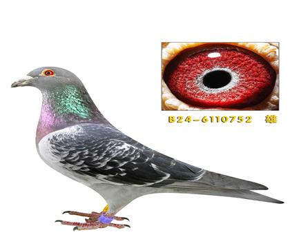 ȫ���ٶȸ����ھ����ֵ�����752