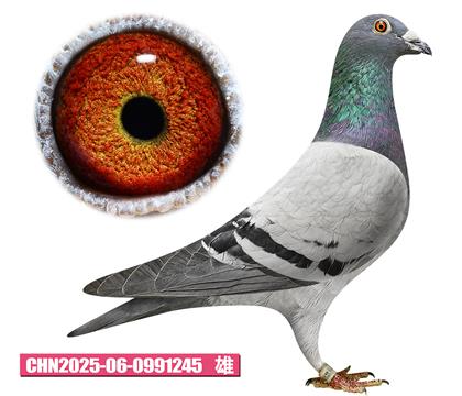 ��˹��-����С��245