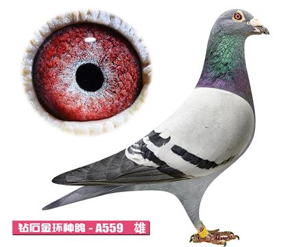 ����-����ƥ�˺�A559