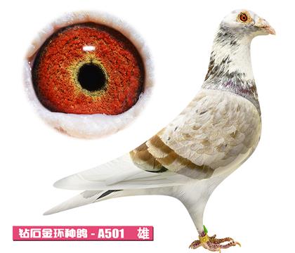 ���ǲ���-�º��A501