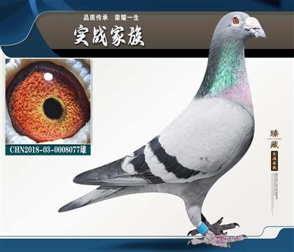 ȫ����-��������ɣ��ʿ��������ս�߱��� 6��