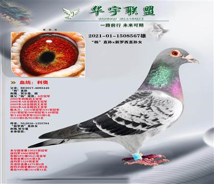 ���� ������ֱ��X�λ����ֱ��Ů ������Ѫ