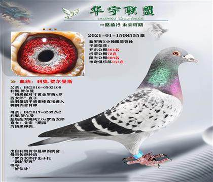 �����λ����ֱ��X����ʿ2.0ֱŮ ������X���۴ƶ�����Ѫ