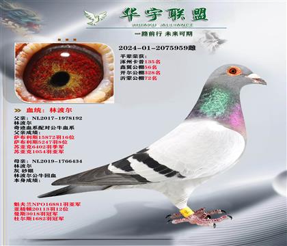 �ٶ�֮�� �ֲ��� ��ţ��X�漣��