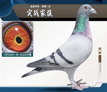 ���־�������Ի�Ѫ��