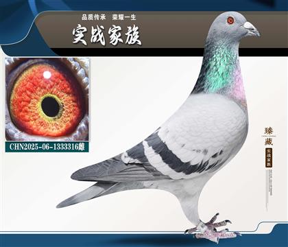 ������������Ż�Ѫ1333316