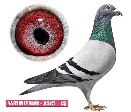 ��˹��-����С��A515