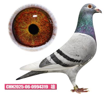 ���ǲ���-������ض�319