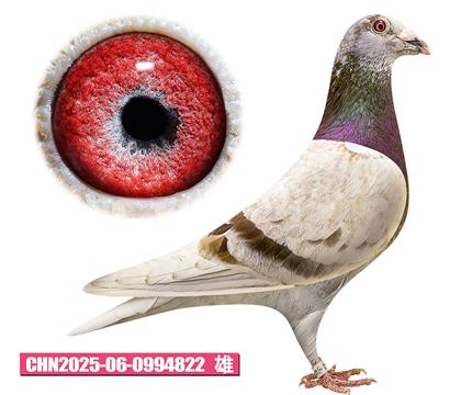 ������-��������822