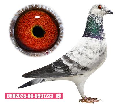 �׵���-�û�����223