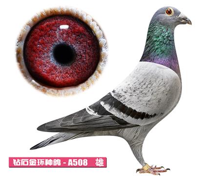 ���ǲ���-���ض�A508