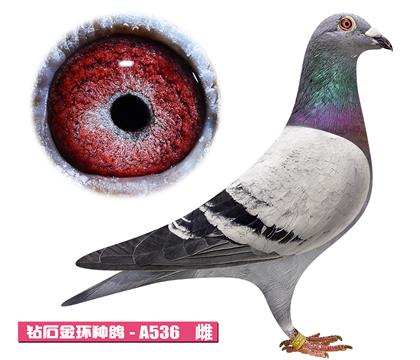 ����-����ƥ�˹���A536