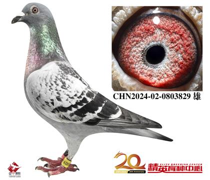 ��ѻ��ض������������