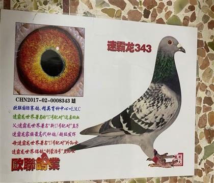 ŷ�����ٰ���17��Խ��׻�Ѫ