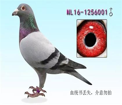 �������ǿ��գ���������ֱ��X���ǲ���ֱŮ 001