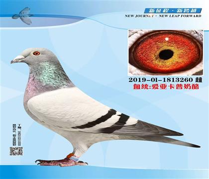 ��������260