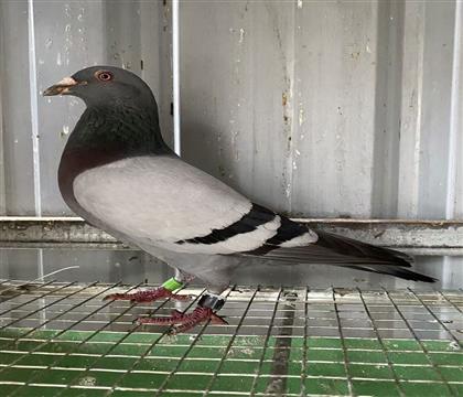 ��������901