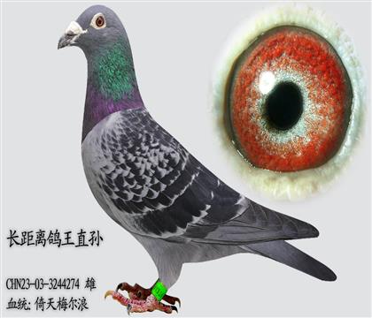 ����÷���� ���������ֱ��