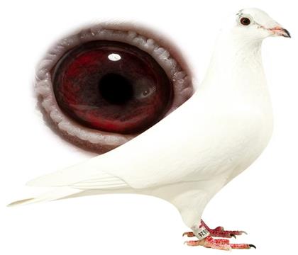 ��˹����ԭ��:����ֱŮ�������Ÿ�������