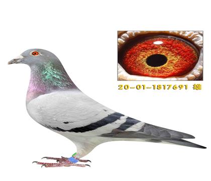 ת�ɸ����ĸǱ�691