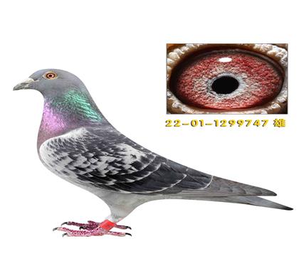 ʷ�ٷ���������747