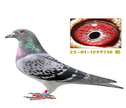 �����ϲ���710