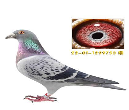 ʷ�ٷ���������750