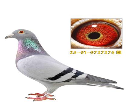 �����غ���ñ��Ϸ��276