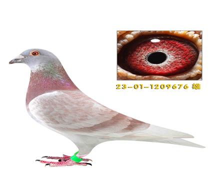 �����غ���ñ��Ϸ��676