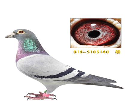 ���ֿ�˹��������140