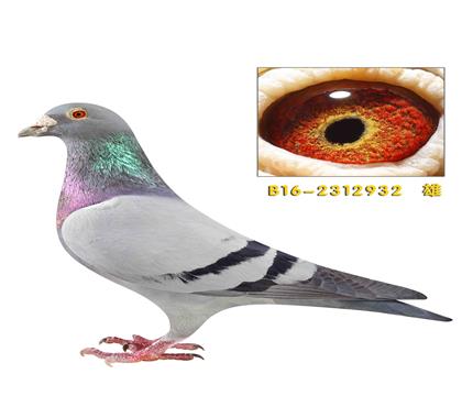 ���ֿ�˹��������932