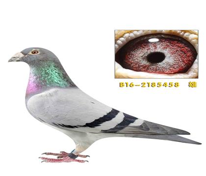 ���ֿ�˹��������458