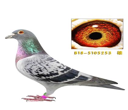 ���ֿ�˹��������253