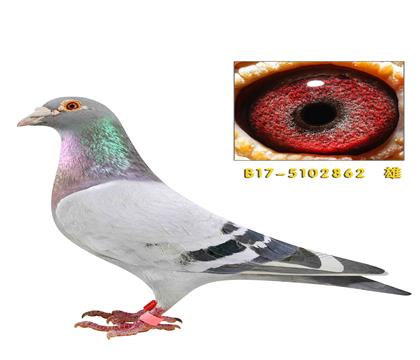 ���ֿ�˹��������862