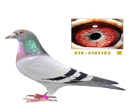 ���ֿ�˹��ͷϯά˹�ػ�Ѫ��������183