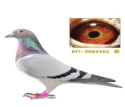 ��˹������������3456