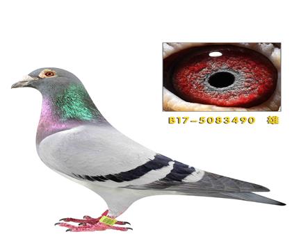 ��˹������������490